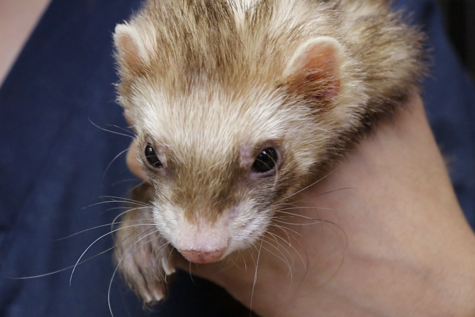 Exotic Vaccines & Wellness Lone Mountain Animal Hospital